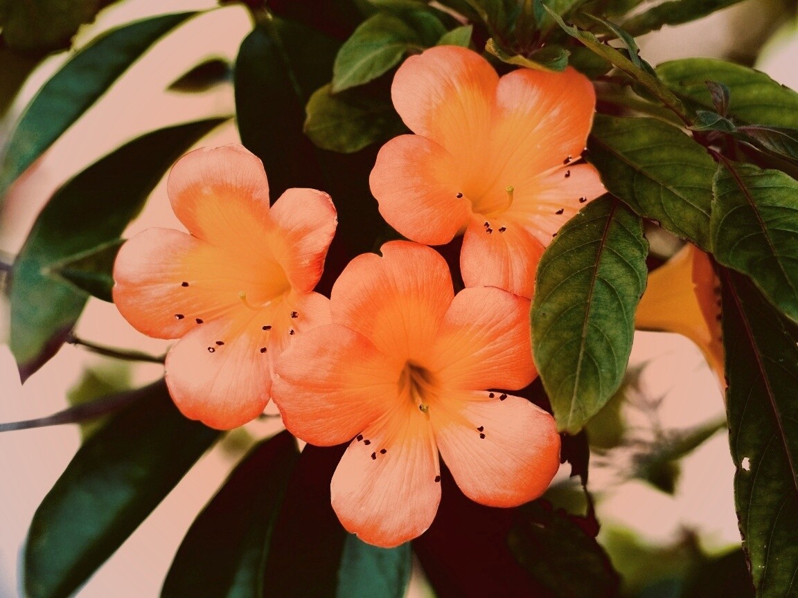 Оранжевые цветочки обои