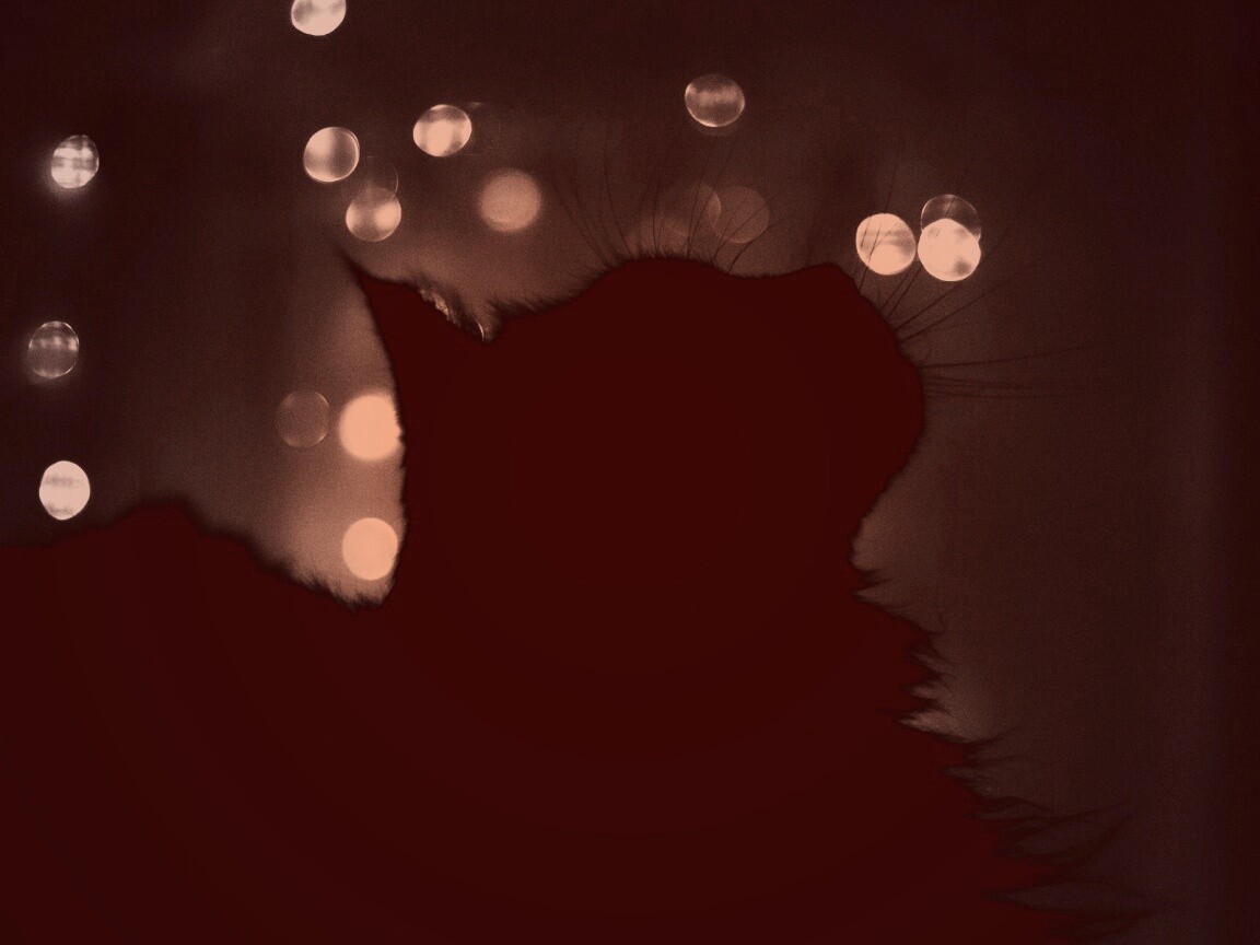 Силуэт черного кота обои