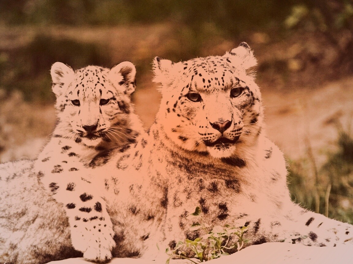 Самка снежного барса с котенком обои