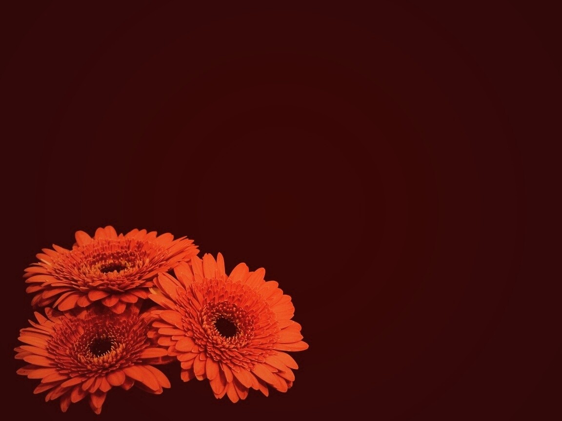 Красные герберы обои