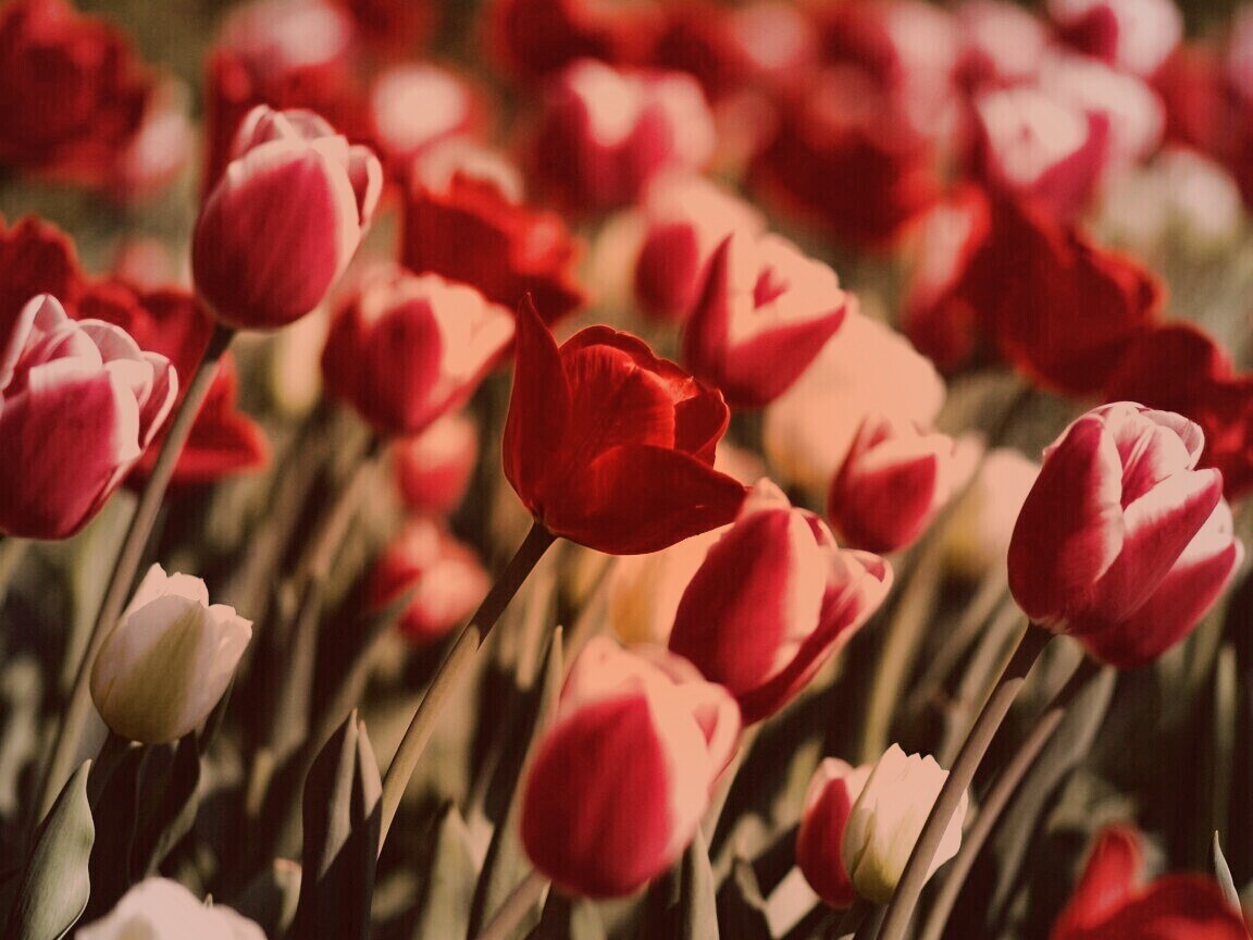Тюльпаны обои