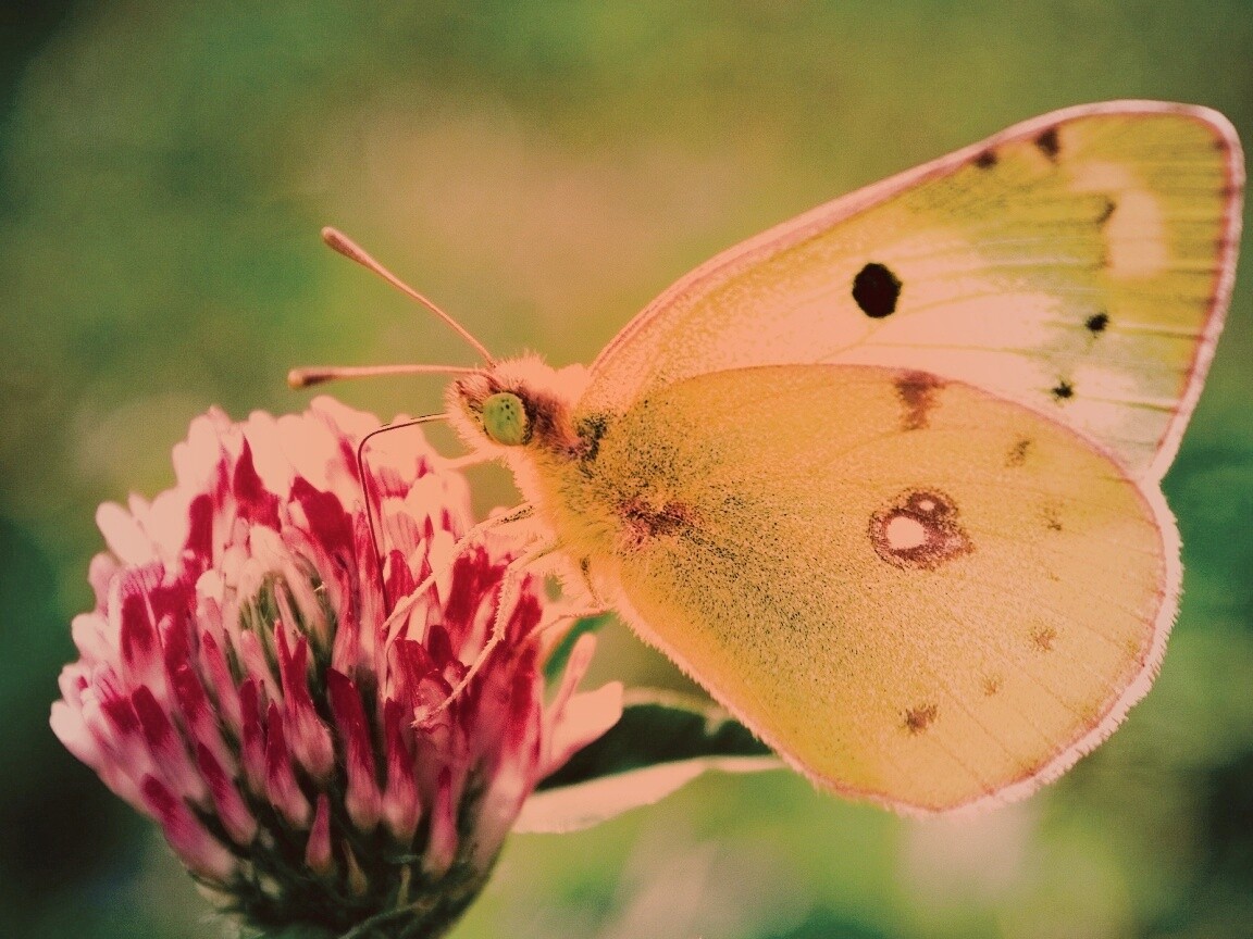 Бабочка на клевере обои