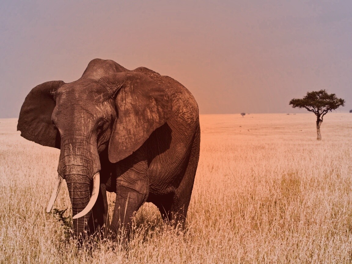 Африканский слон обои