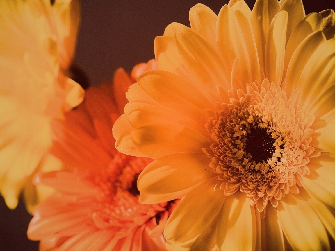 Желтый гербер обои