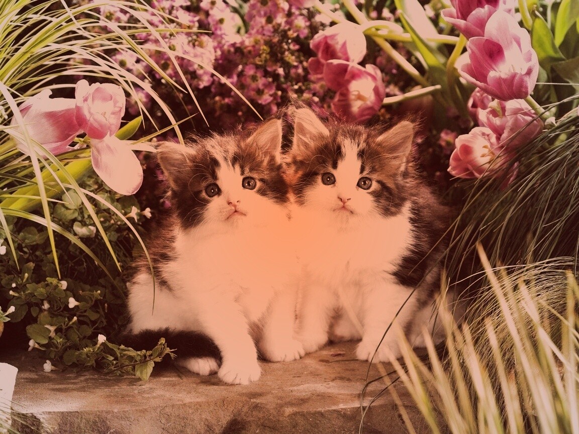 Котята в цветах обои