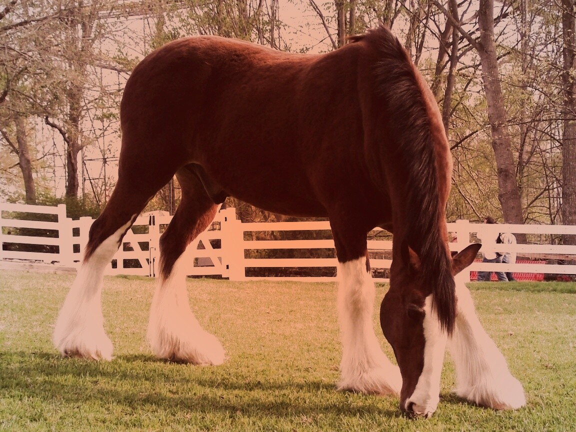 Лошадь с лохматыми ногами обои