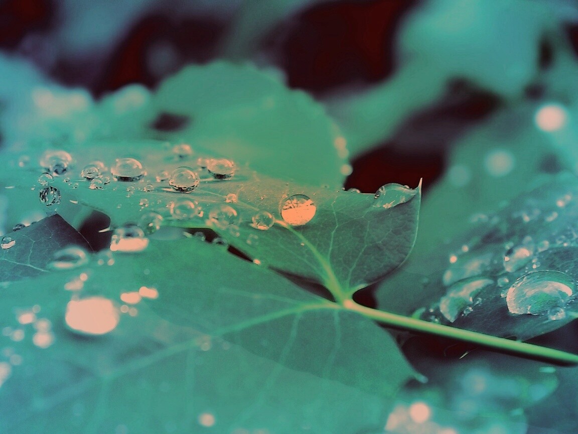 Синеватый лист обои