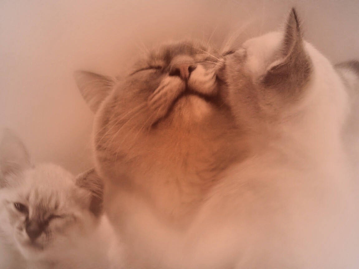 Котята с мамой обои