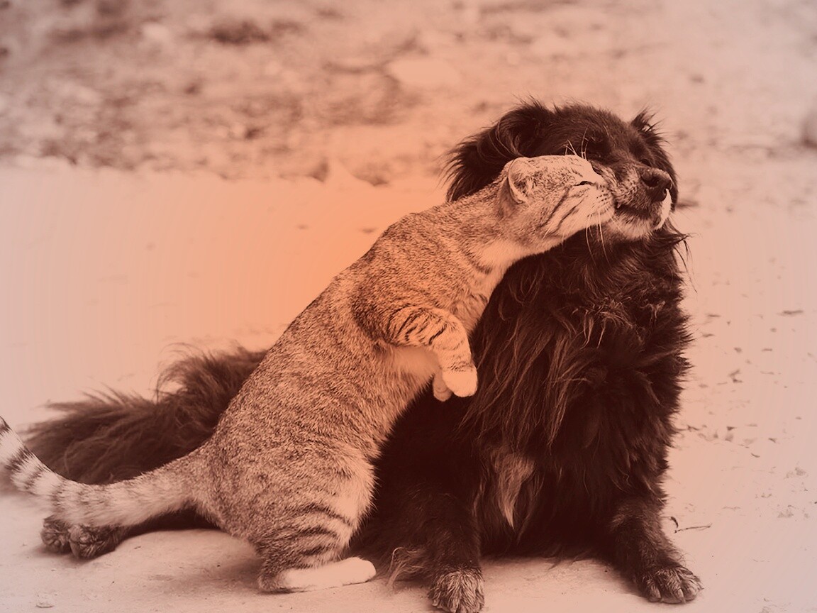 Поцелуй кошки и собаки обои