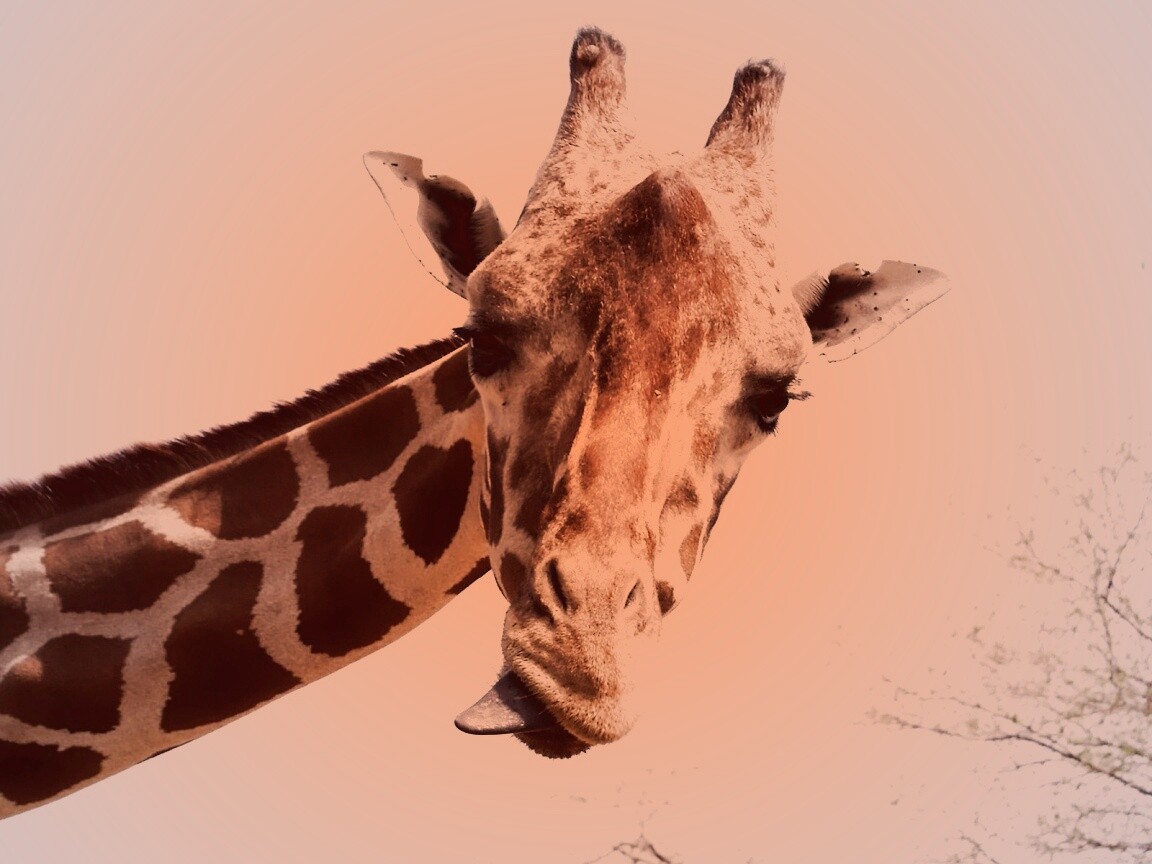 Жираф показывает язык обои