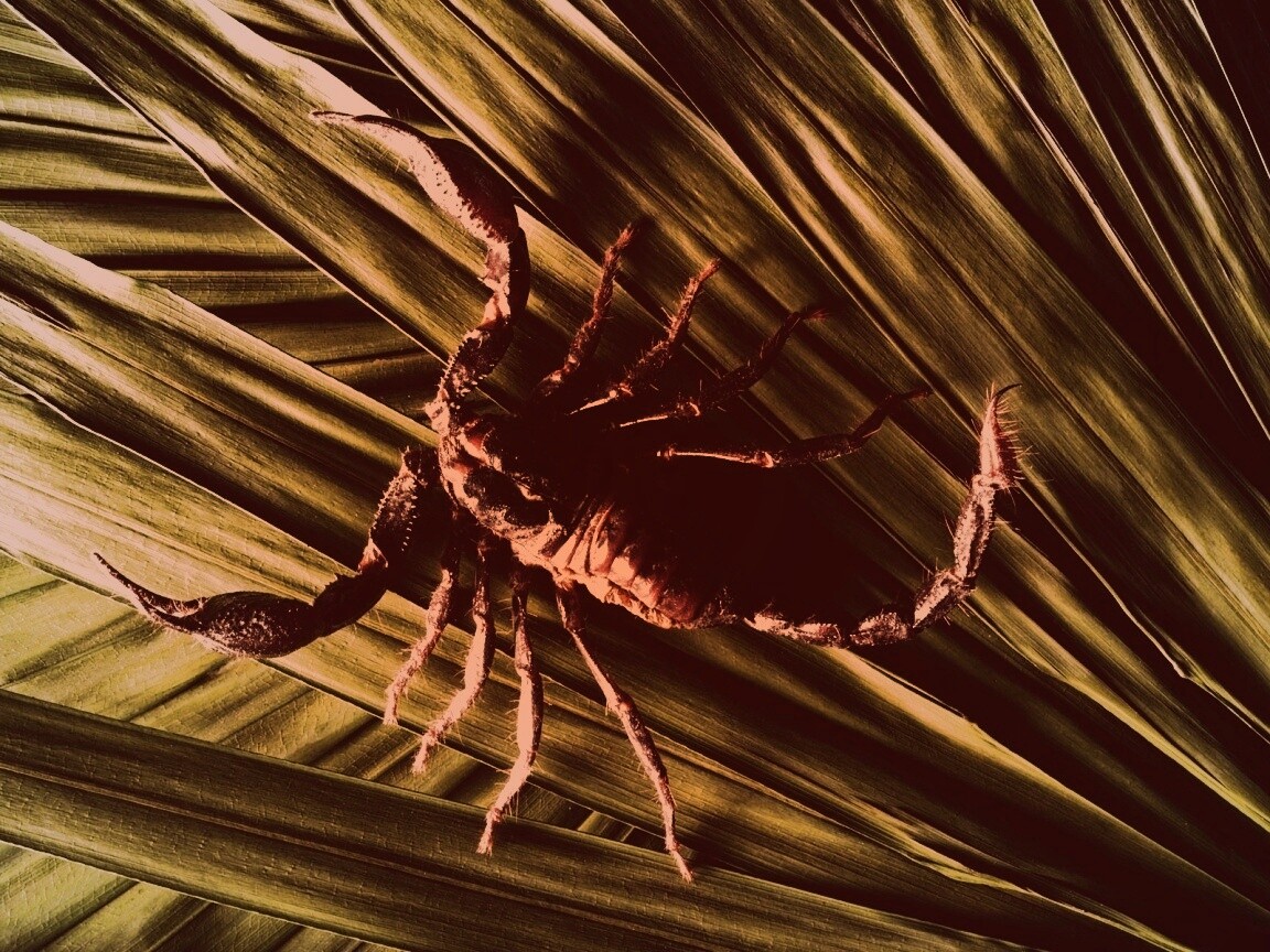 Скорпион на траве обои