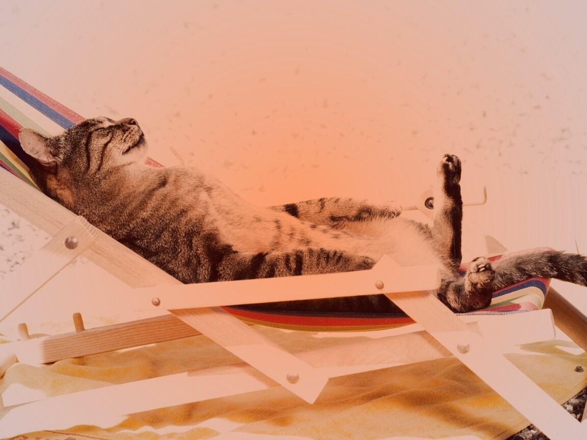 Кот в отпуске обои