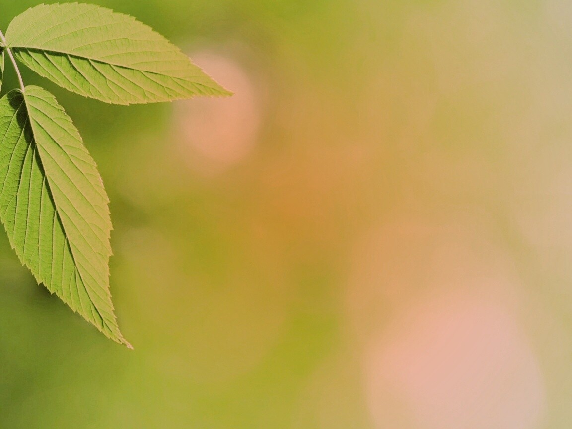 Два листа обои