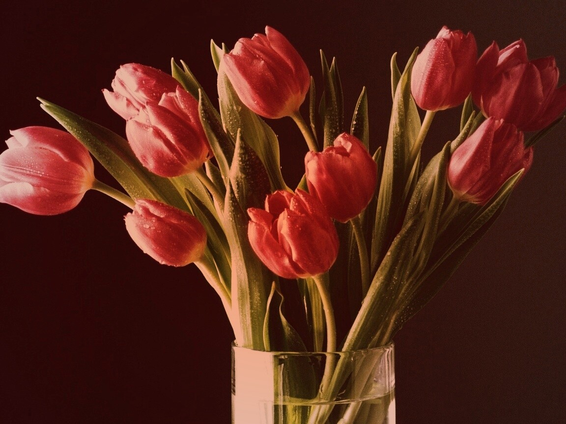 Букет тюльпанов обои