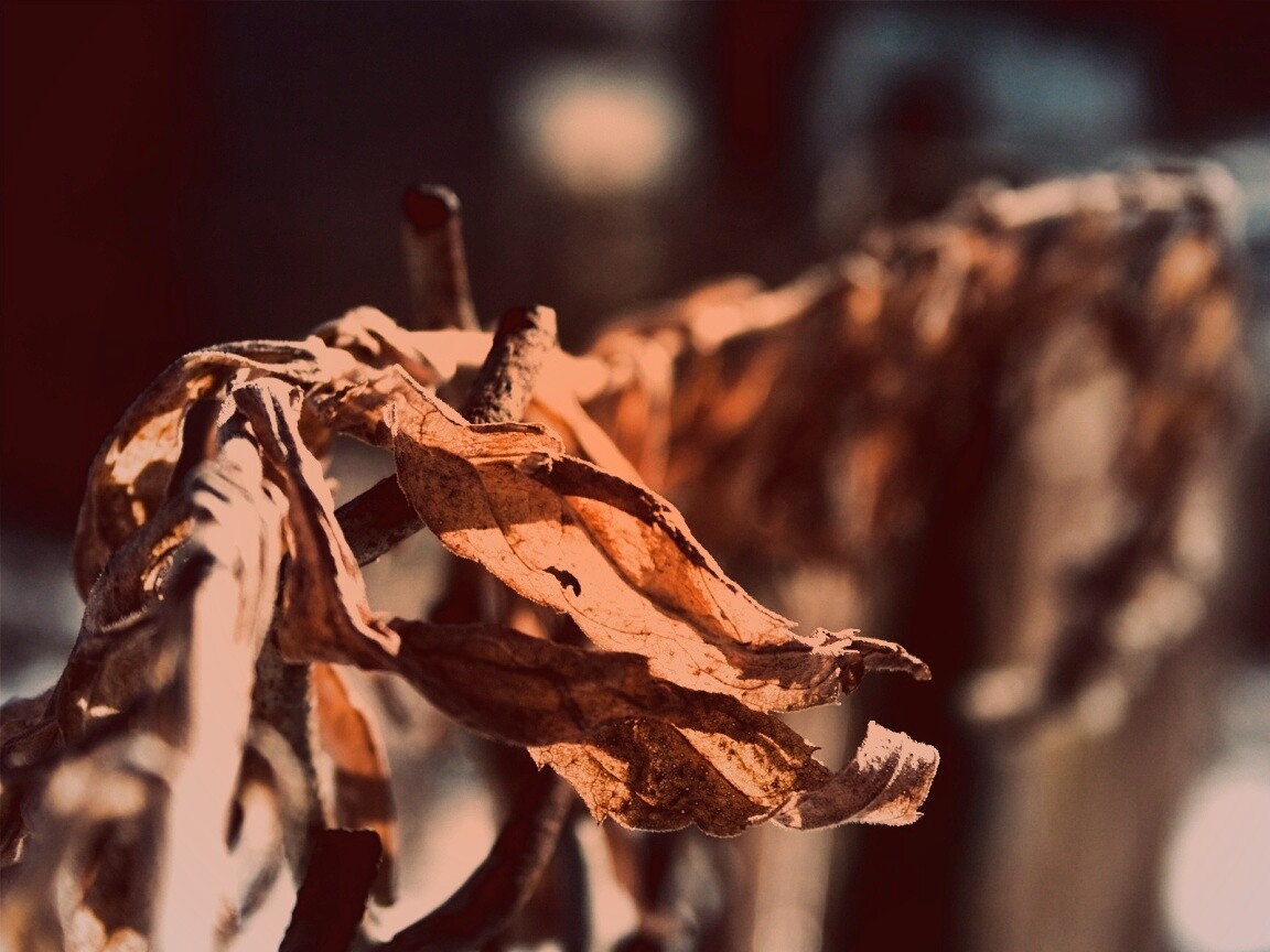 Сухие листья на железном заборе обои