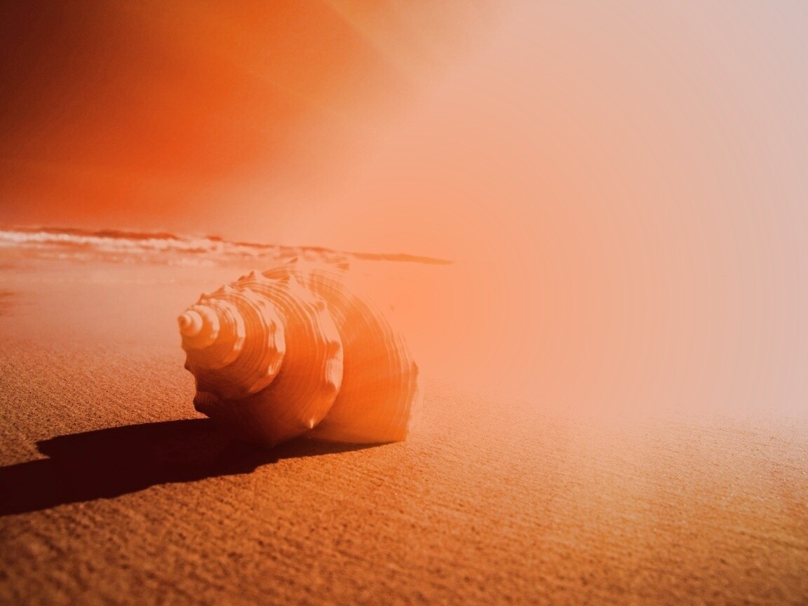 Золотистая ракушка обои