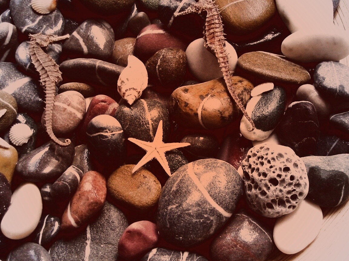 Морские камешки и фауна обои