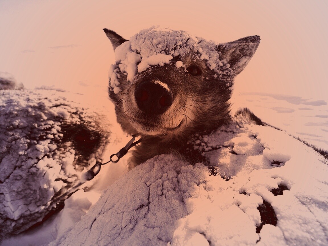 Собачка под снегом обои