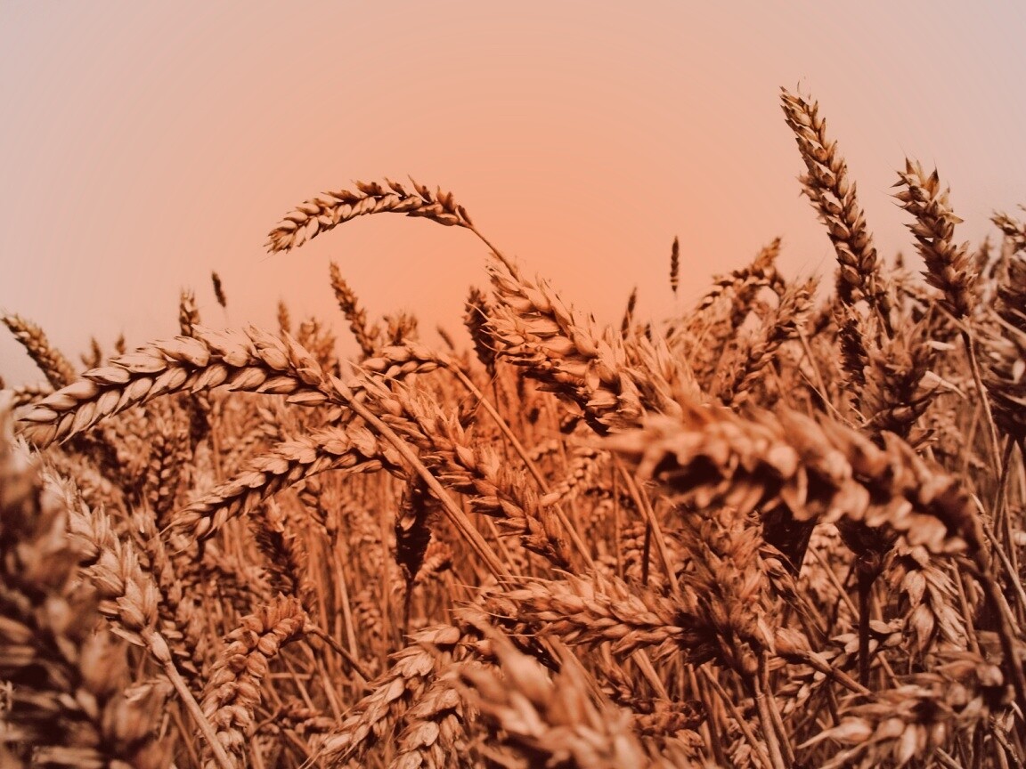 Пшеничные колосья обои