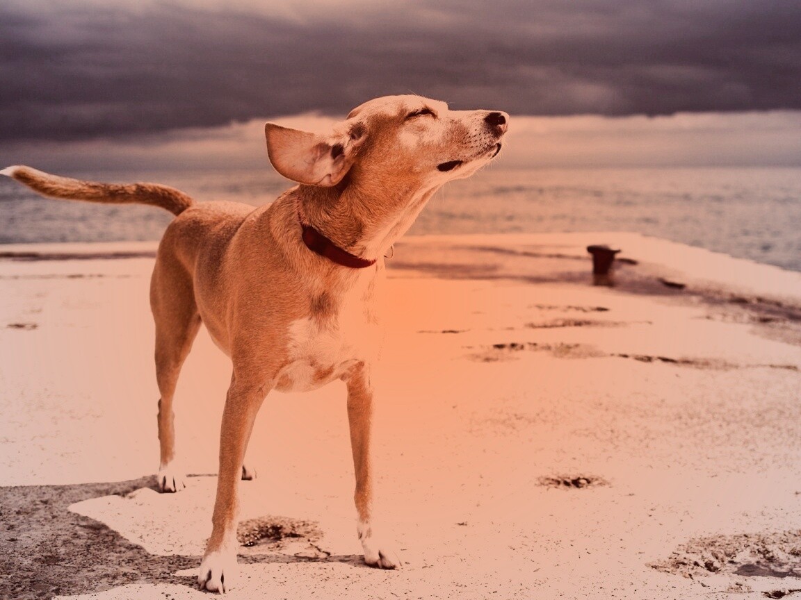 Собака на пирсе обои