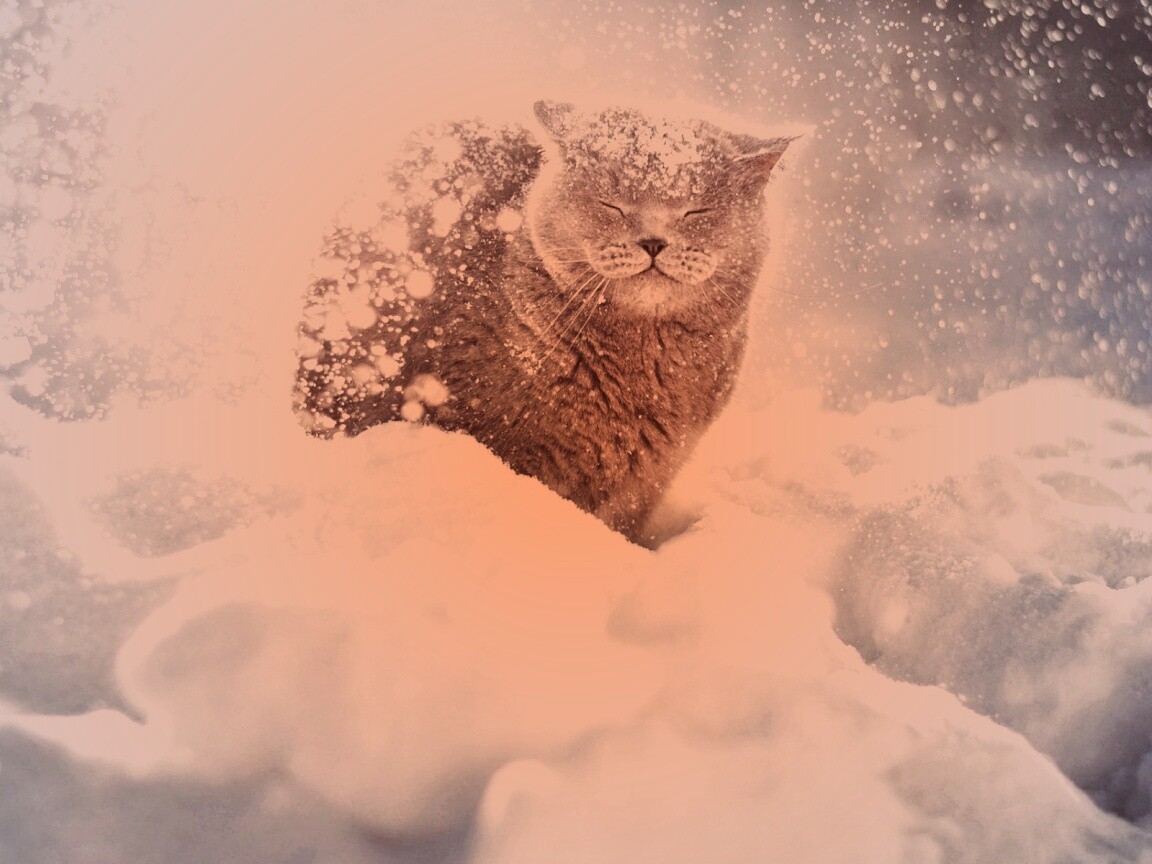 Британце в снегу обои