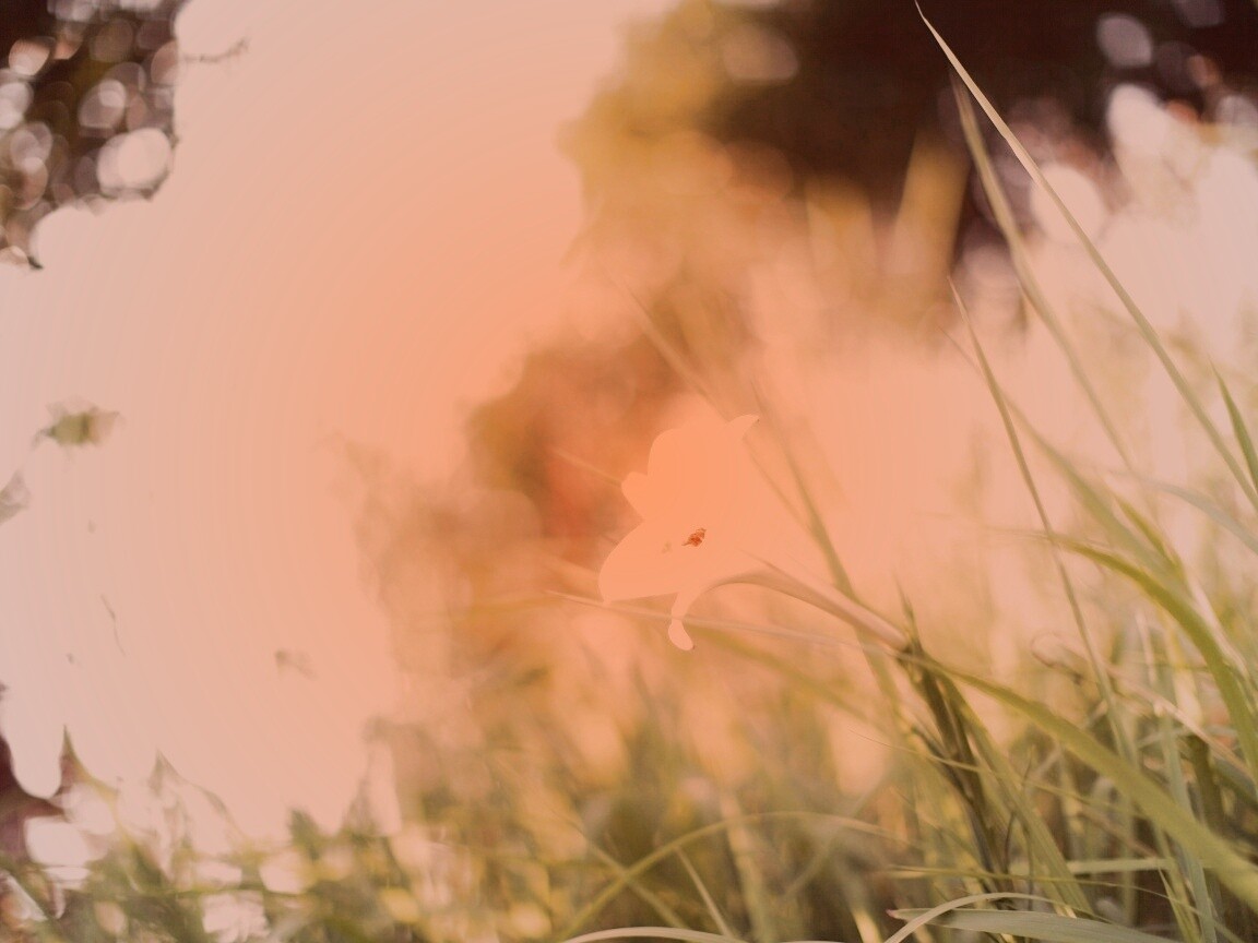 Цветок затерявшийся в траве обои