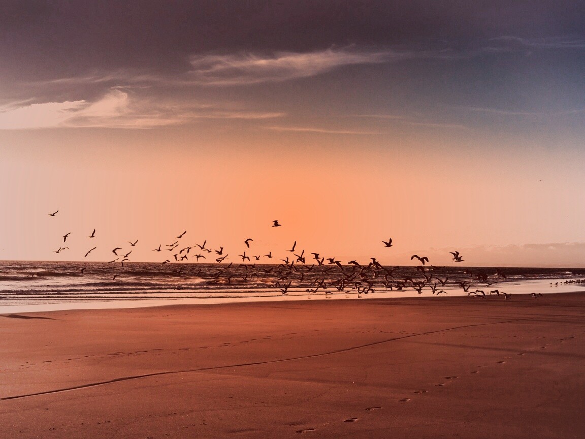 Стая птиц на пляже обои