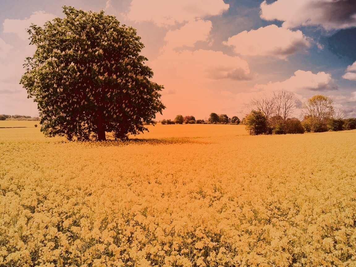 Каштан на цветочном поле обои