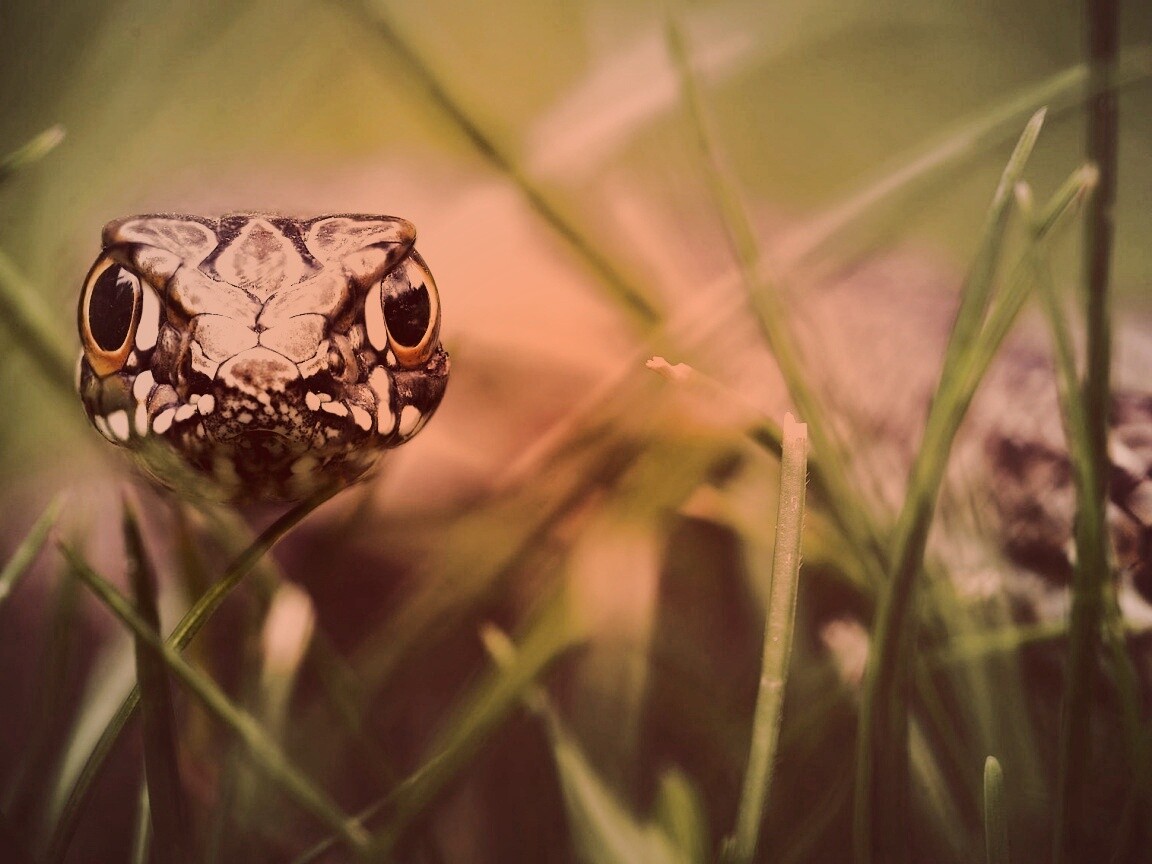 Змея в траве обои