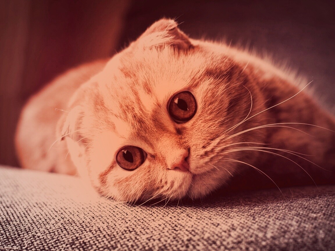 Скоттиш фолд рыжий обои