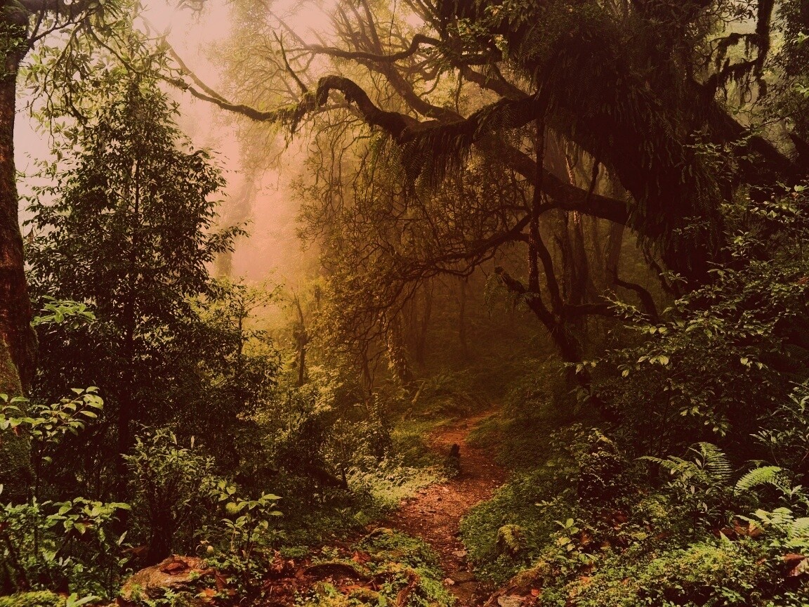 Зеленый лес обои