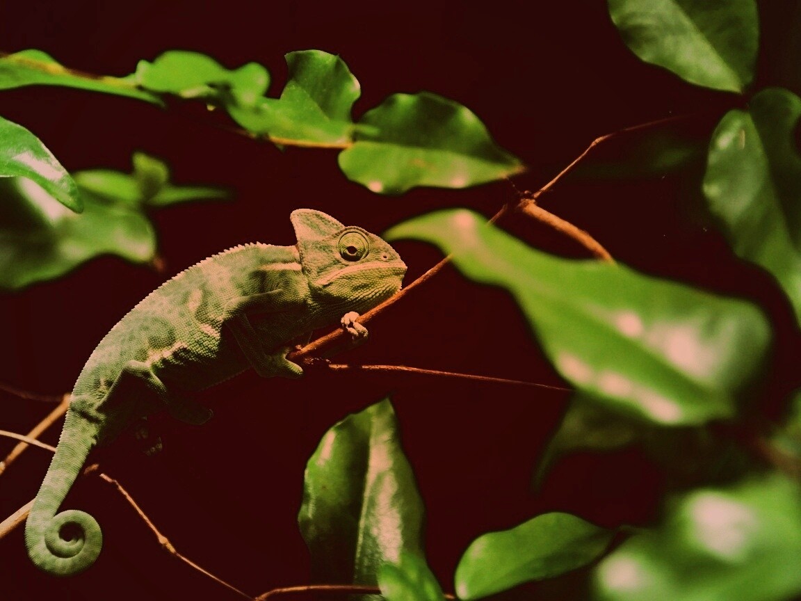 Хамелеон в листве обои