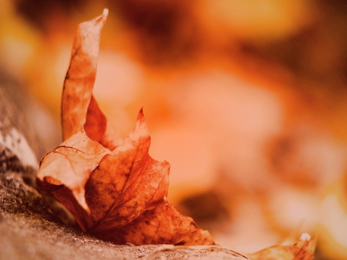Пламенеющий осенний лист обои