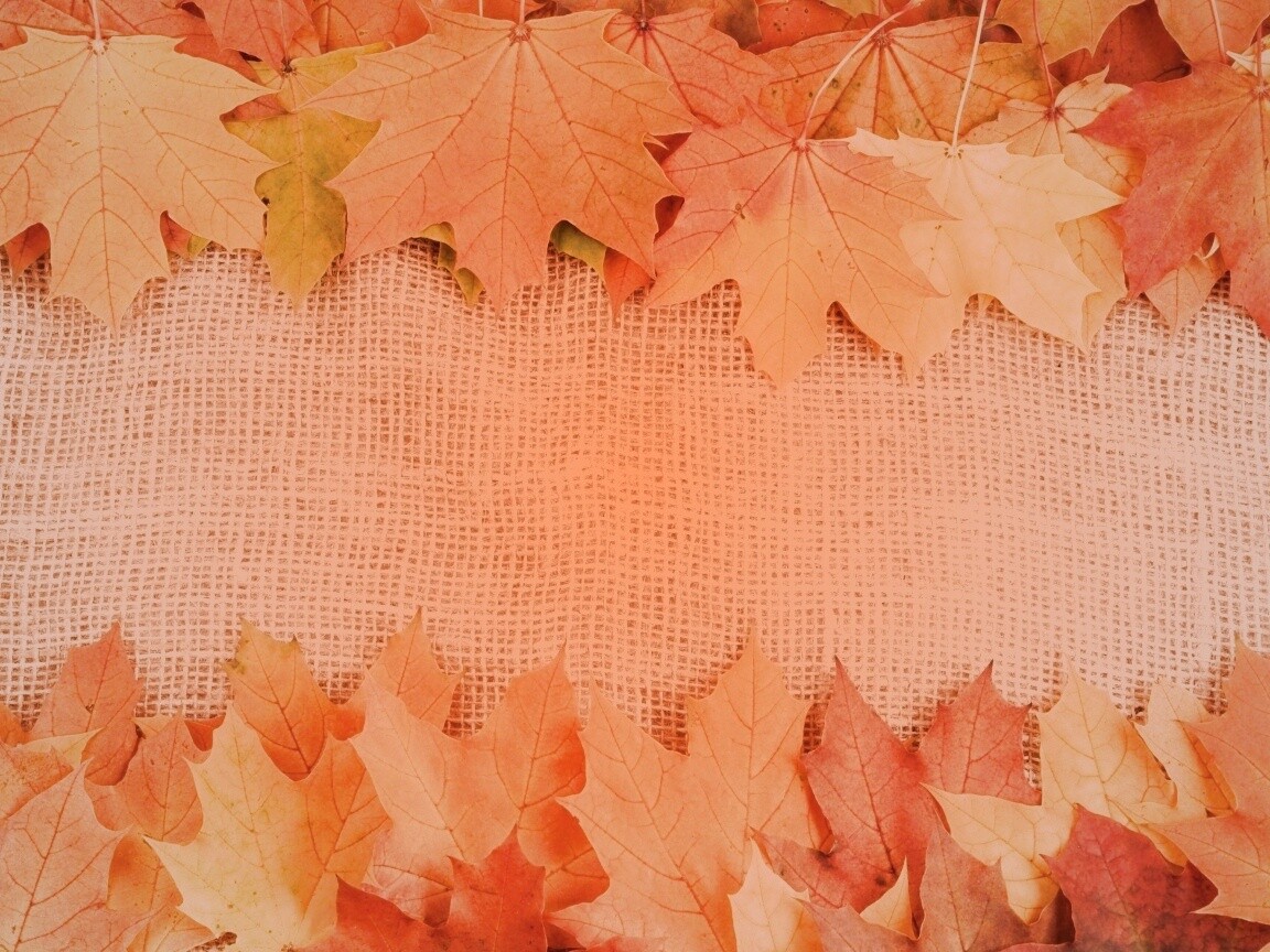 Желтые кленовые листья на холсте обои