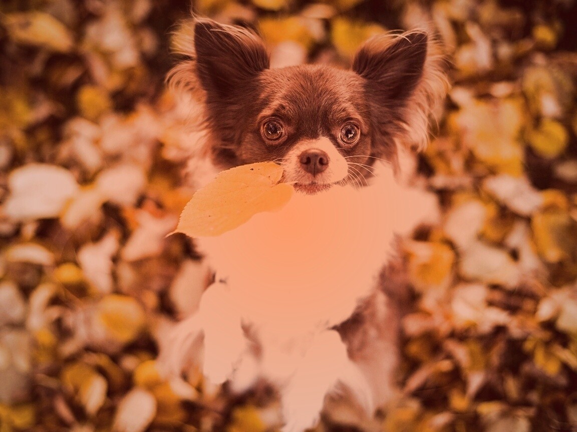 Собачка с листиком в зубах обои