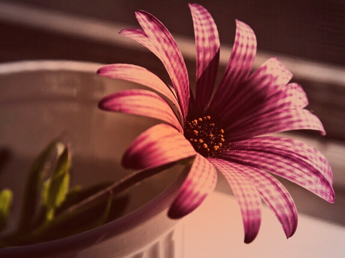 Сиреневый цветок в стакане обои