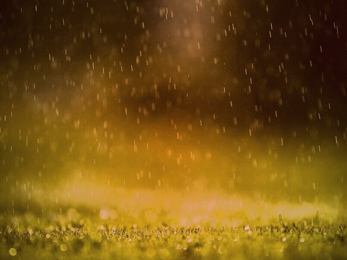Трава под дождем обои