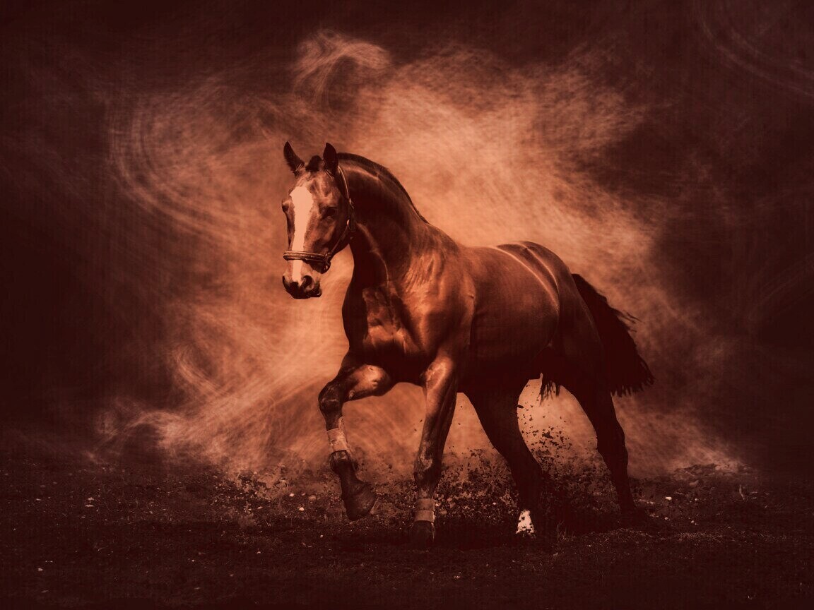Лошадь обои