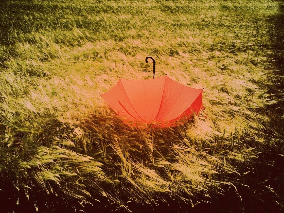 Зонт на траве обои