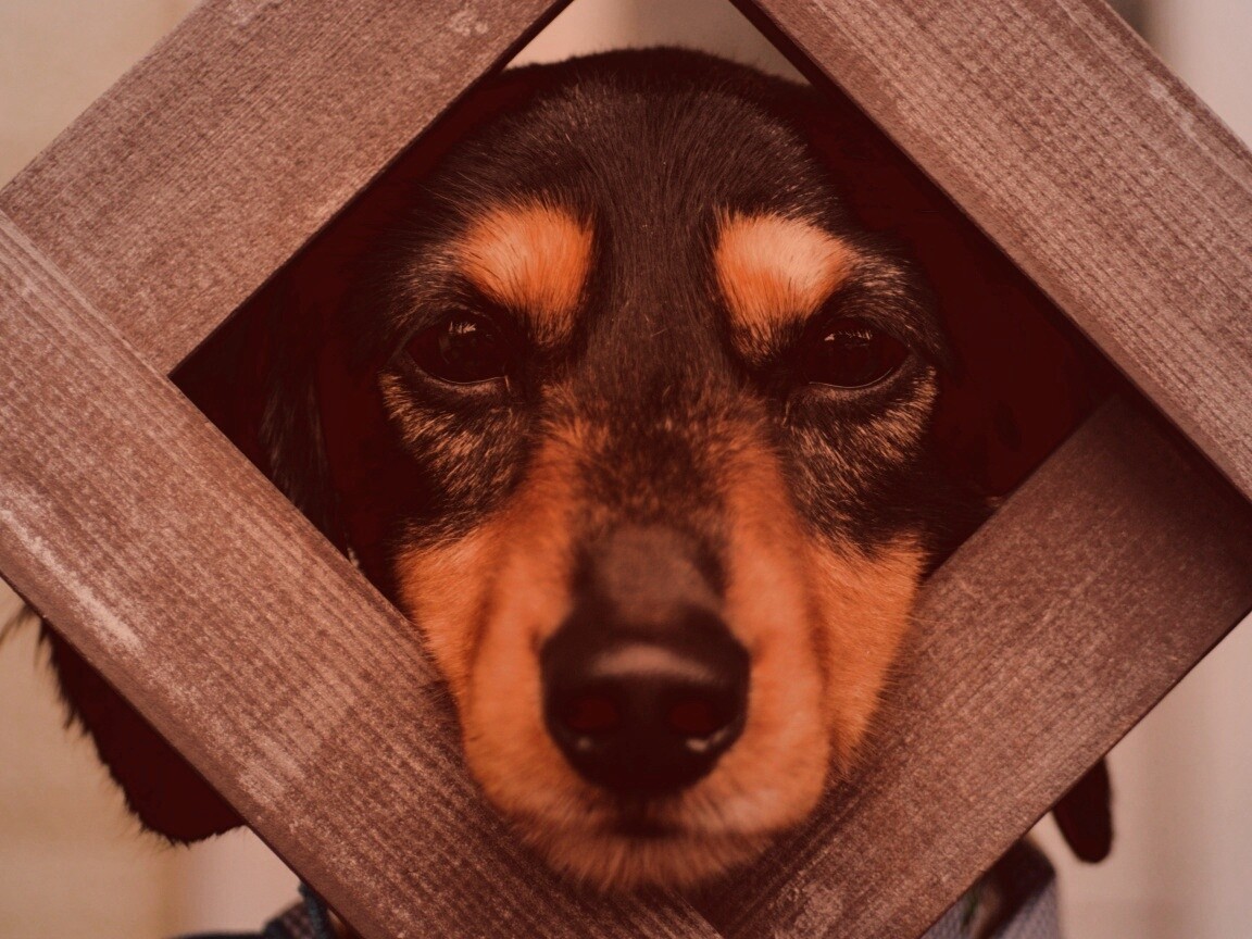 Мордочка в заборе обои