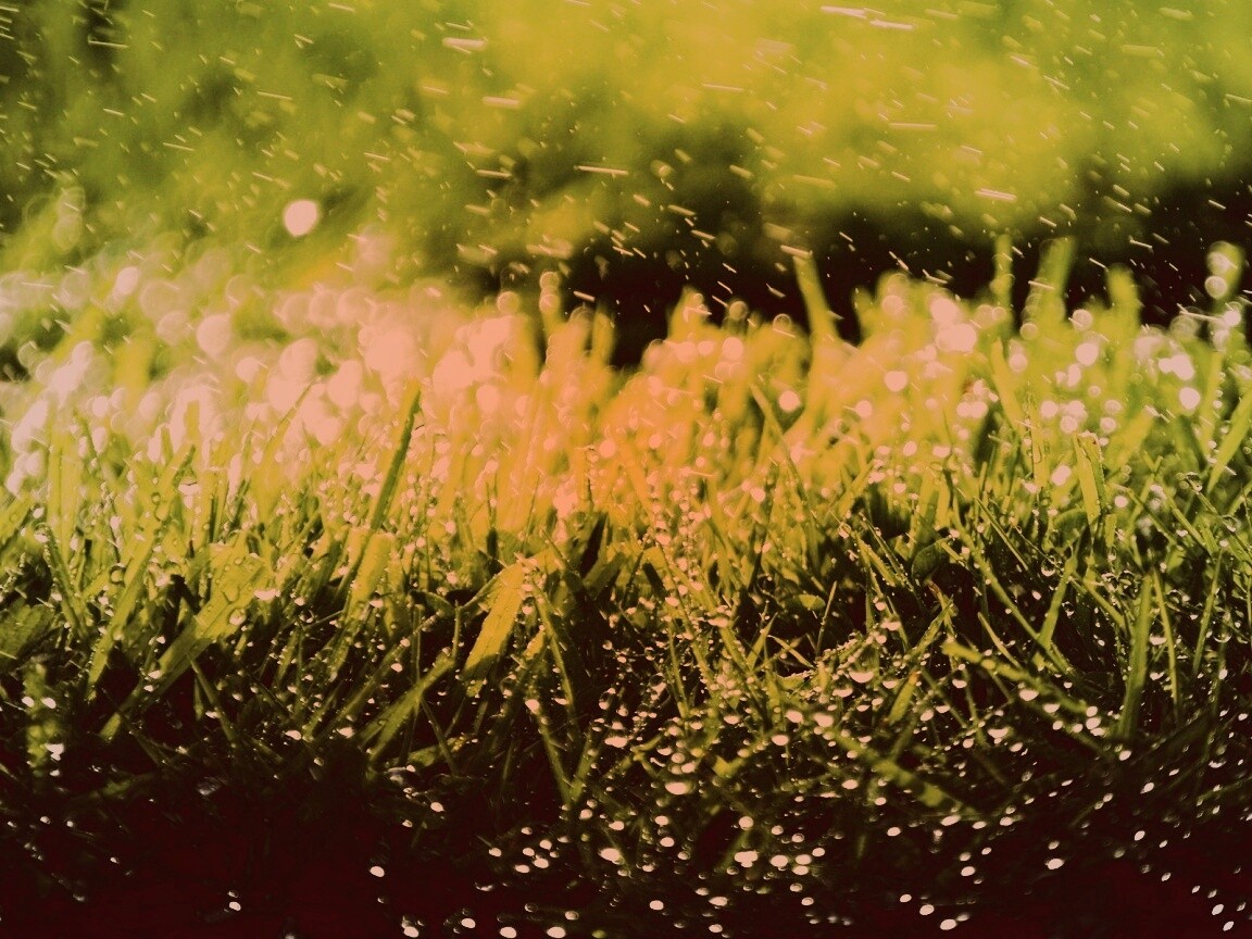 Роса на траве обои