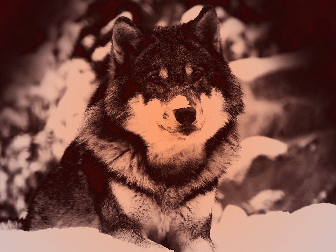 Волк с синими глазами обои