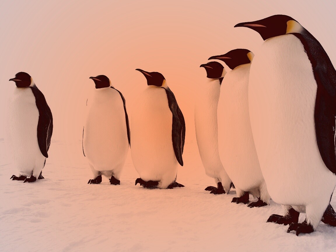 Слет пингвинов обои