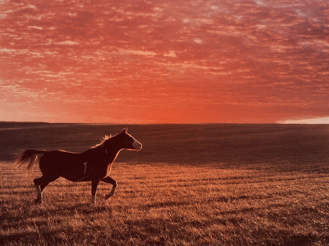 Мустанг обои