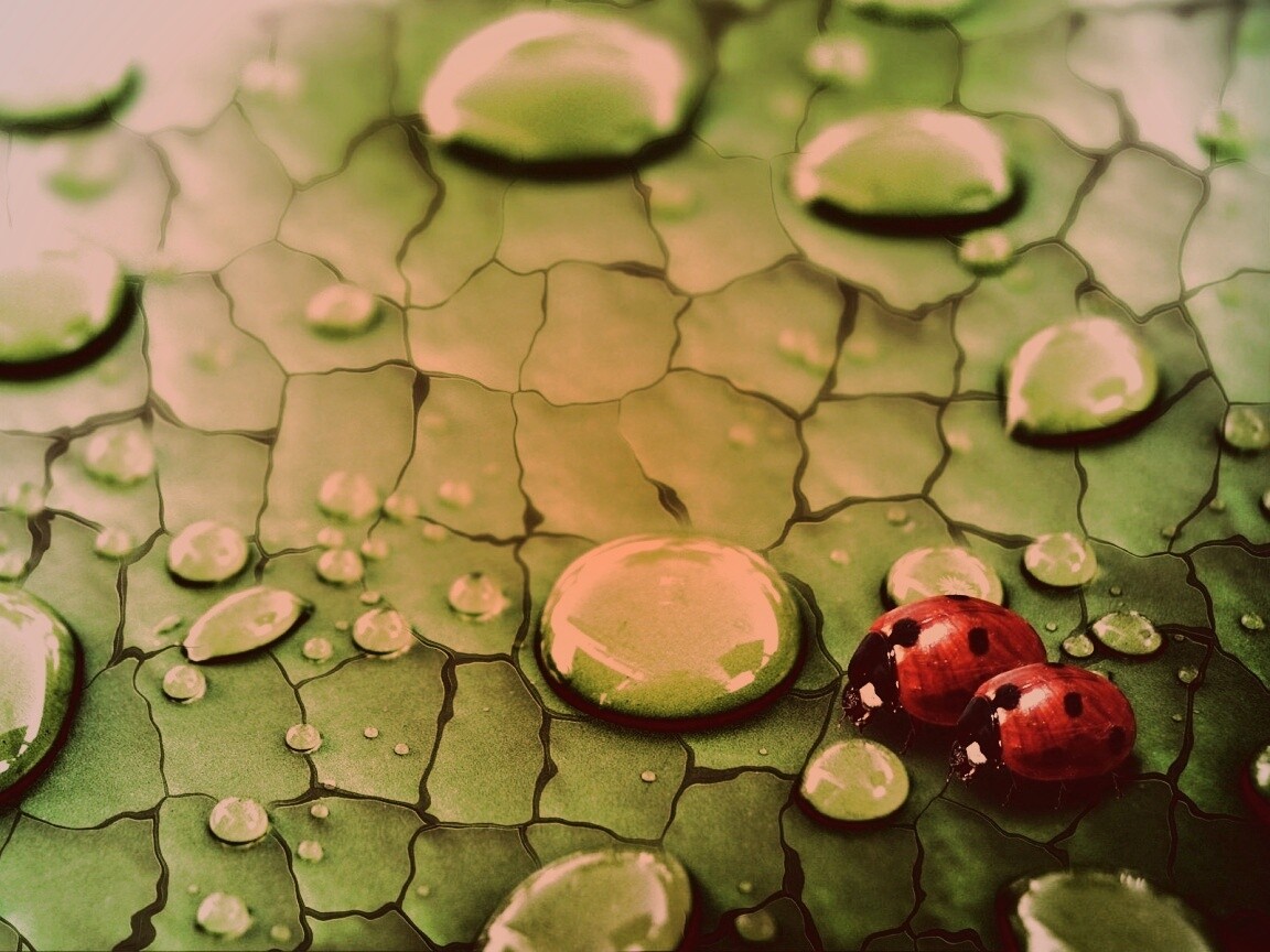 Божьи коровки обои