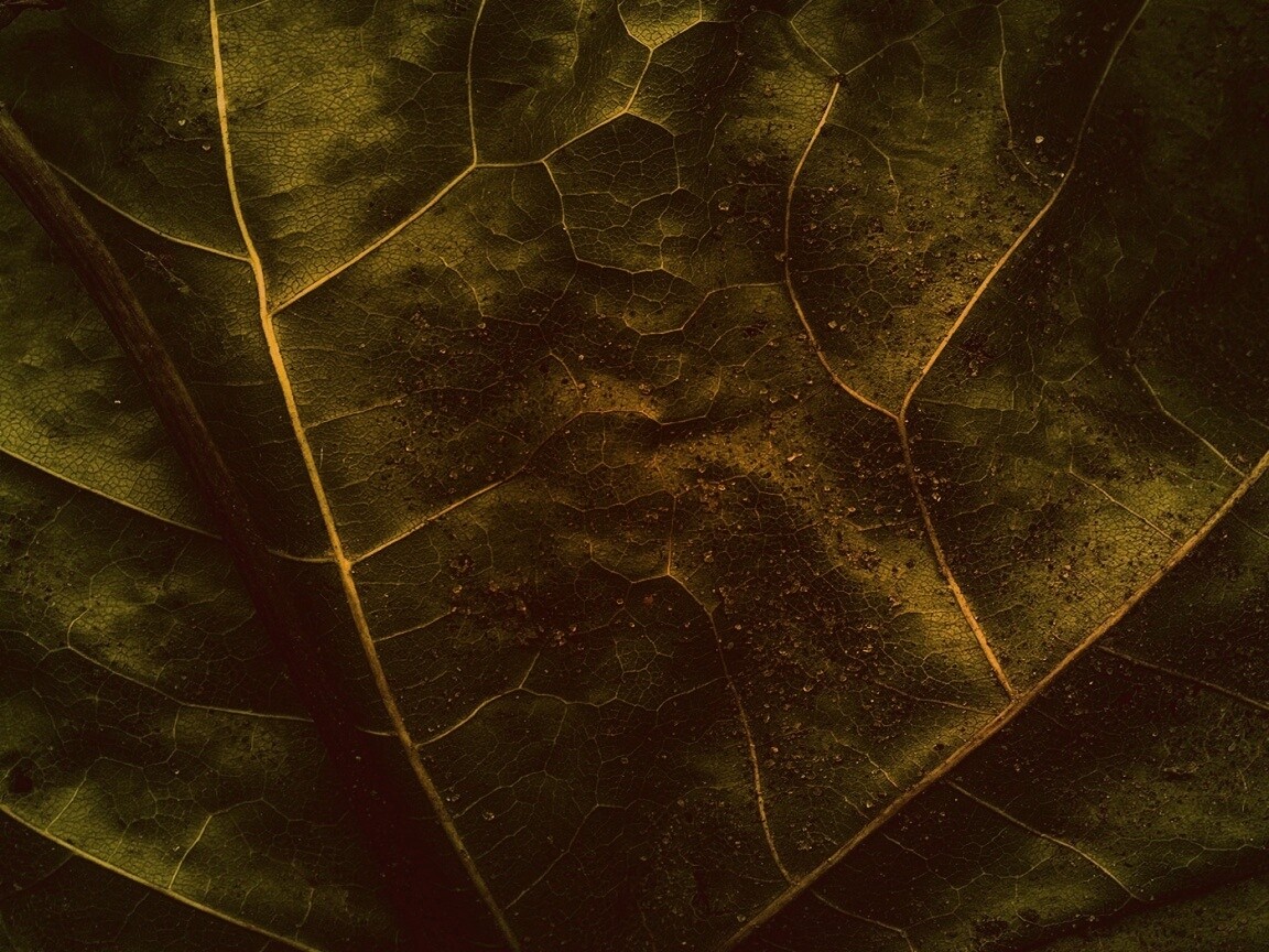 Макро зеленый лист обои