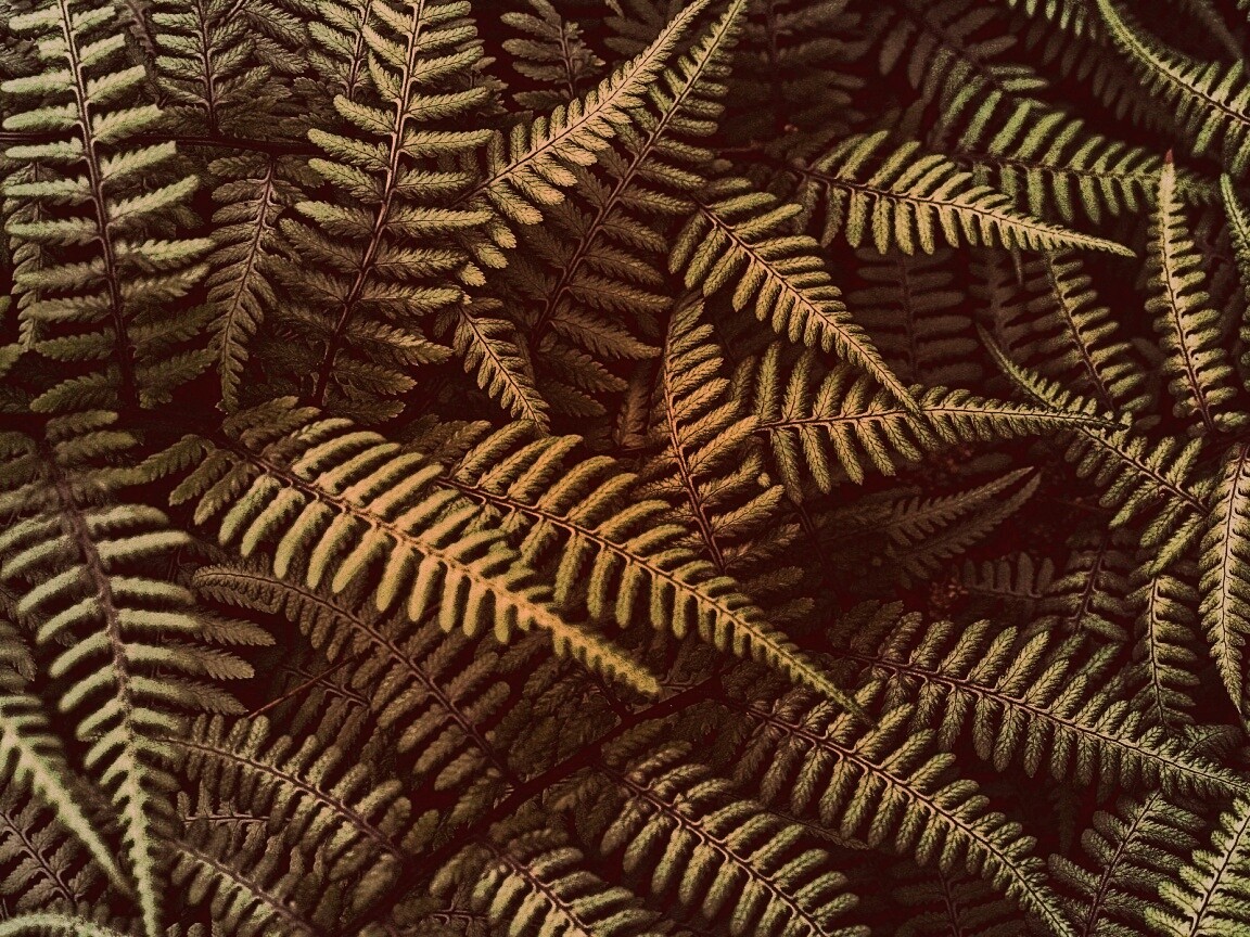 Папоротник обои
