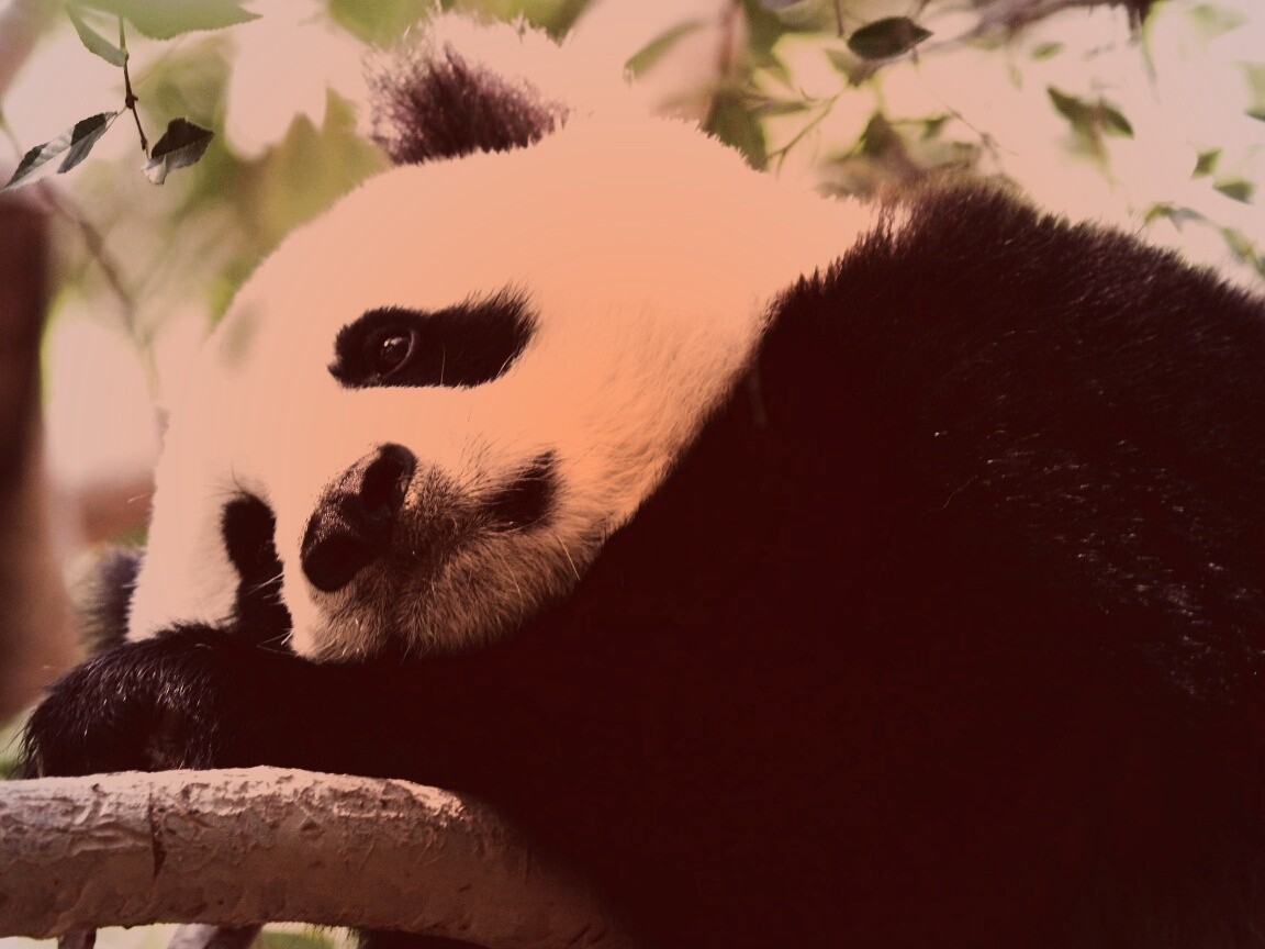 Грустный панда обои
