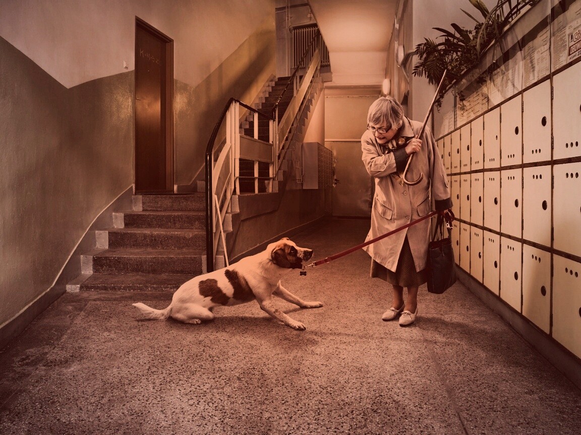 Непослушная собака обои