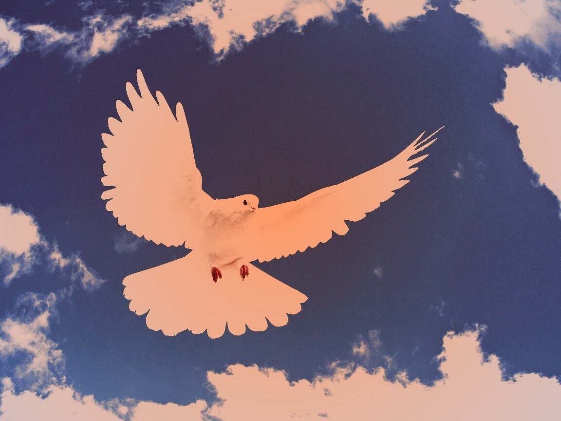 Белый голубь в небе обои